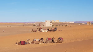 Colours of Morocco, January 23 - February 6, 2025 *NEW LOWER PRICE*