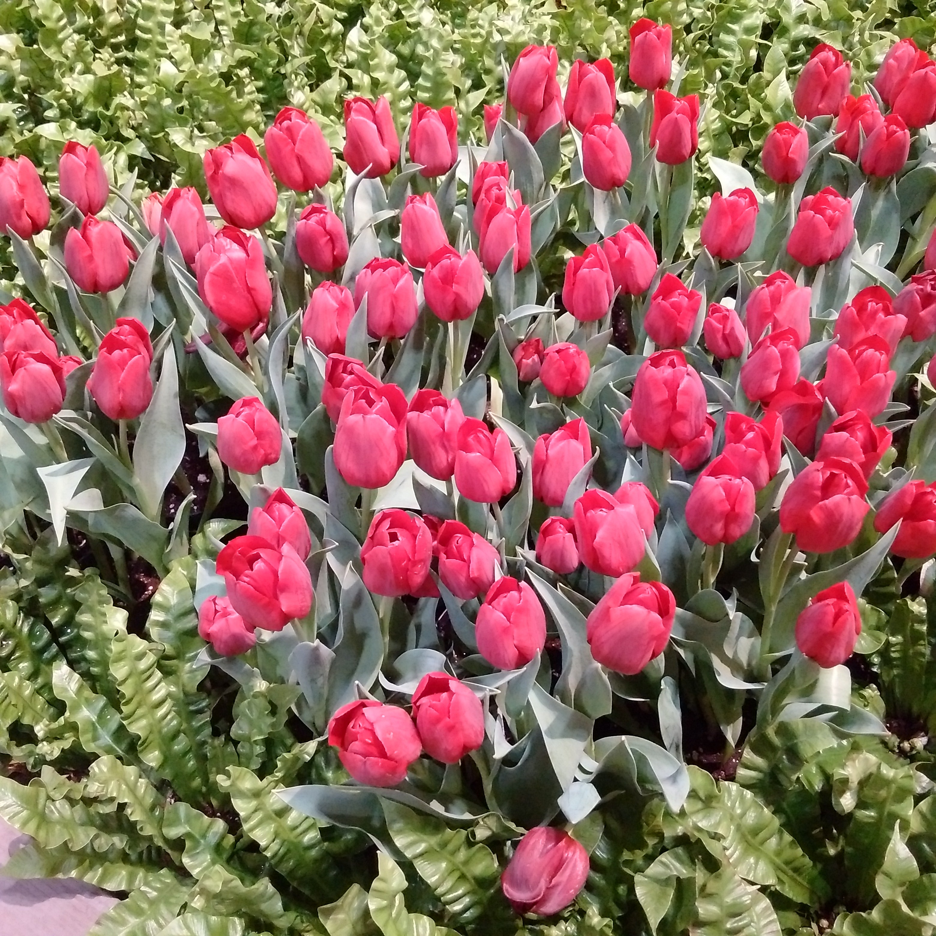 Tipsy Toe Through the Tulips; Tuesday May 13, 2025