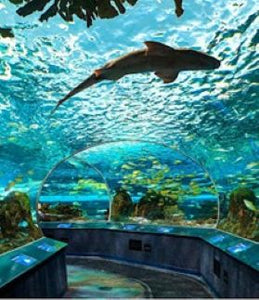Sea Life & Small Sights; Toronto in Two Sizes Tuesday March 31, 2026