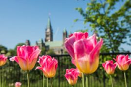 Tulip Time in Ottawa; Friday May 15-18, 2026